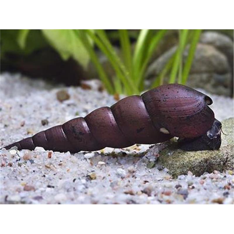 Faunus ater - imagine 3